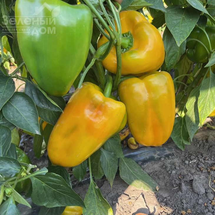 Санта F1 / Santa F1,60 днів фото 7