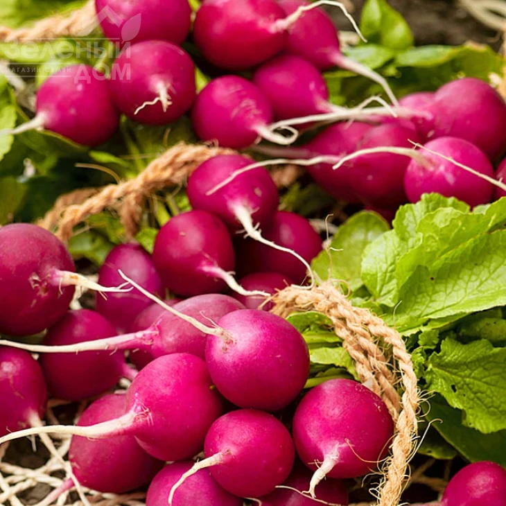 Виола / Viola фото 1