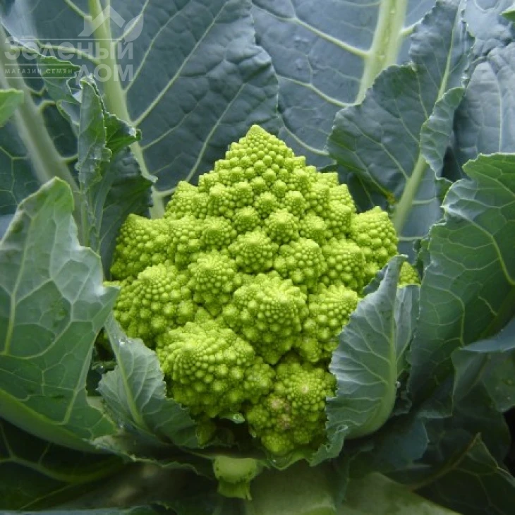 Пунтоверде F1 / Puntoverde F1,75-85 дней фото 2