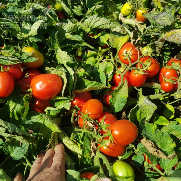 Рекордсмен F1 / Recordsman F1, 115-120 днів фото 4