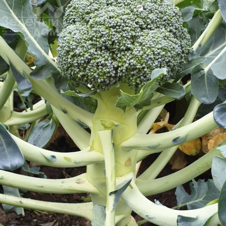 Стирлинг F1 / Styrlynh F1,78-80 дней фото 7