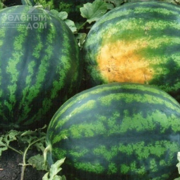 Астрахан F1 / Astrahan F1,64-68 дней фото 3