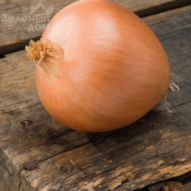 Сафран F1 / Safrane F1,110 дней фото 2