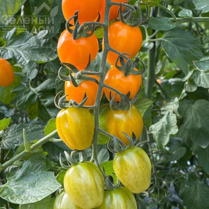 Мода F1 / Fashion F1,115-120 днів фото 4