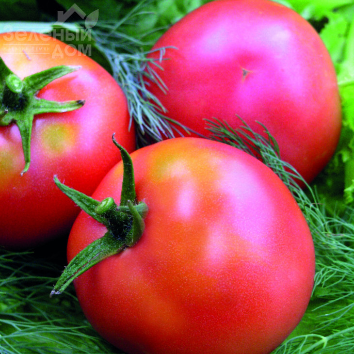 Настінька / Nastinka, 90-100 днів фото 1