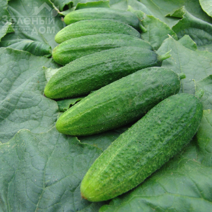 Сантана F1 / Santana F1,47-50 днів фото 1