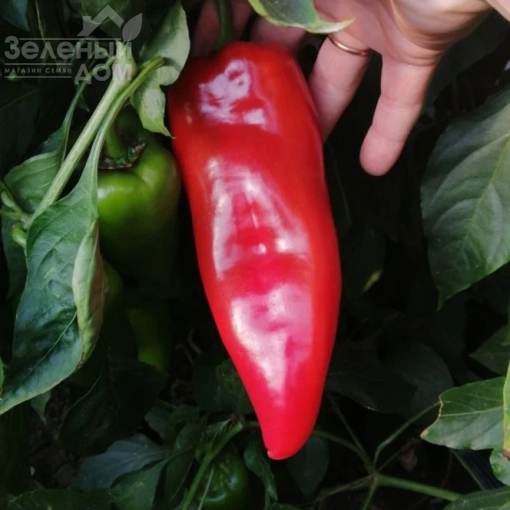 Супер Кап F1 / Super Cаp F1, 60-65 дней фото 6