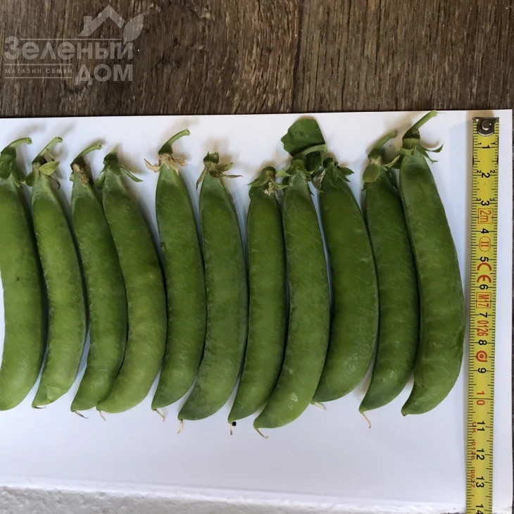 Продиджи / Prodydzhy, 70-75 дней фото 2