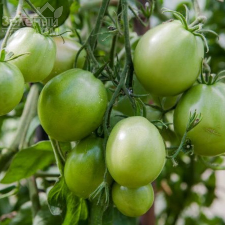 Чіблі F1 / Chibli F1,70-100 днів фото 2