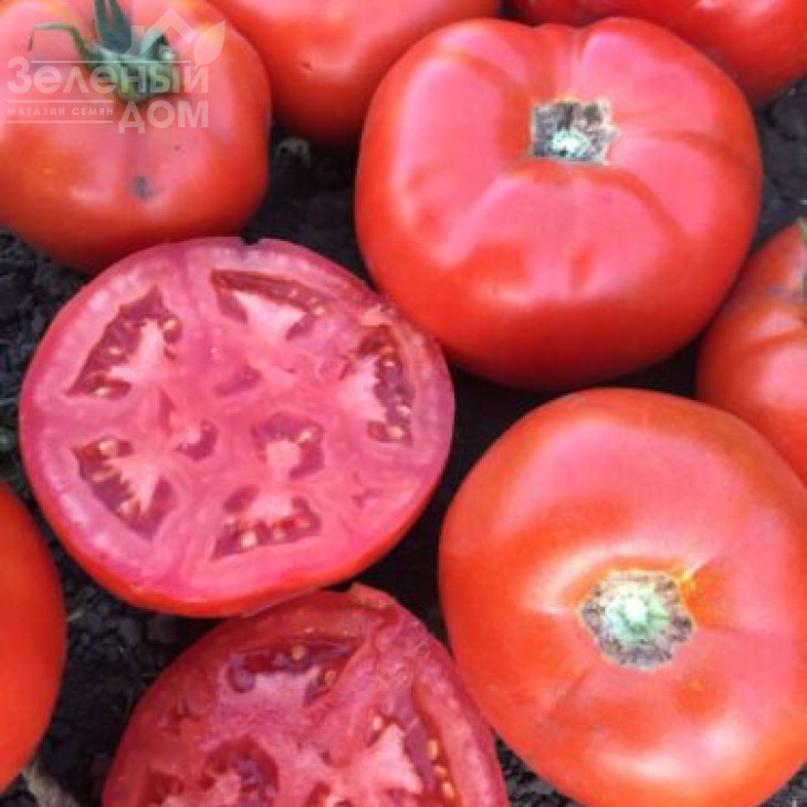 1503 F1 / 1503 F1,100 днів фото 1