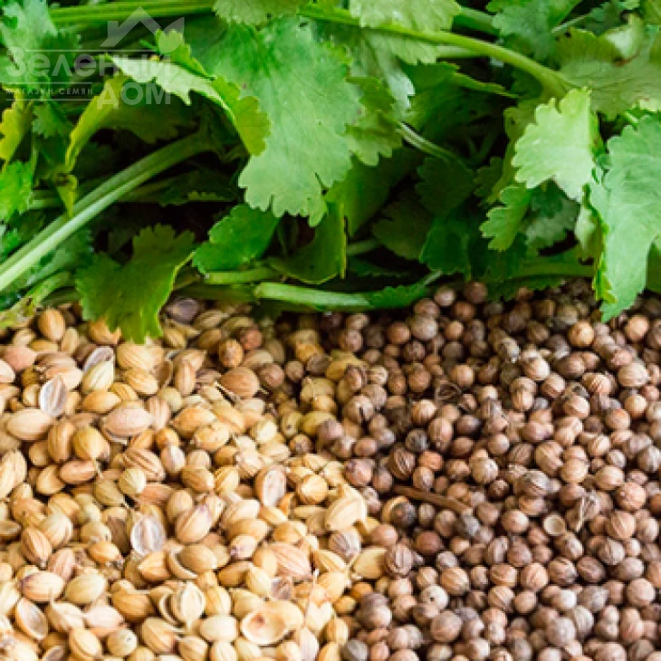 Мароканский / Morrocan фото 1