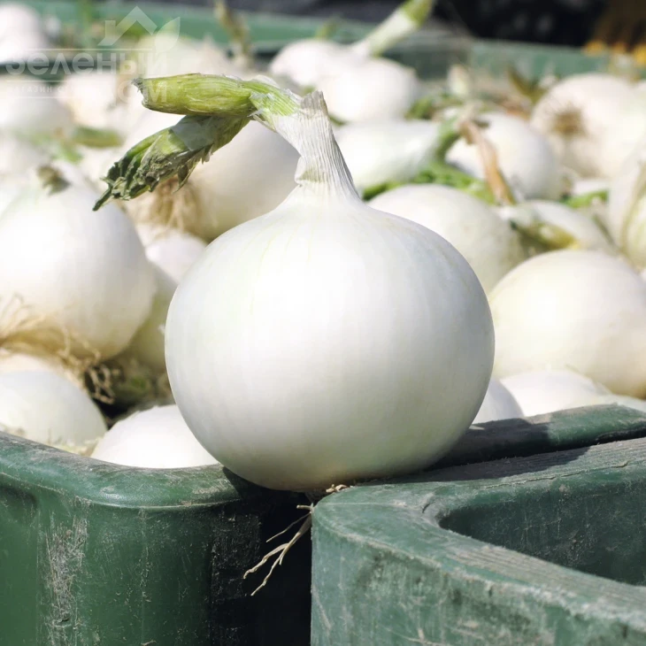 Вайт Винг F1 / White Wing F1,95 дней фото 1