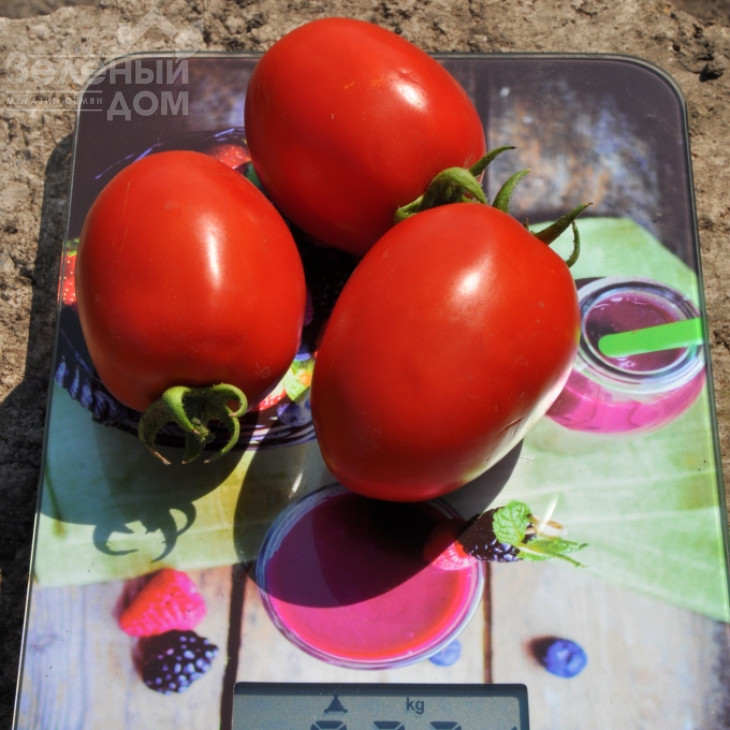 Салерно F1 / Salerno F1, 110-115 днів фото 1