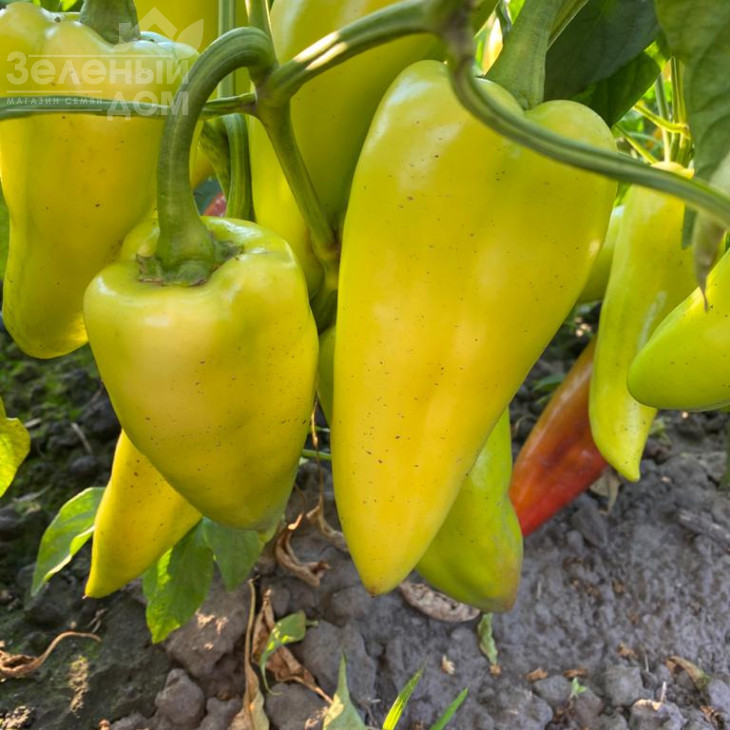 Дует F1 / Duet F1,62-67 днів фото 4