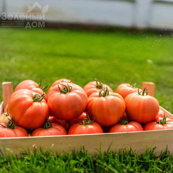 Гюсто F1 / Gusto F1 фото 4