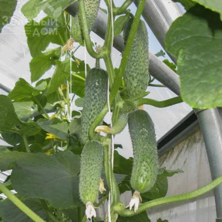 Евро Пик F1 / Euro Pick F1,40-45 дней фото 1