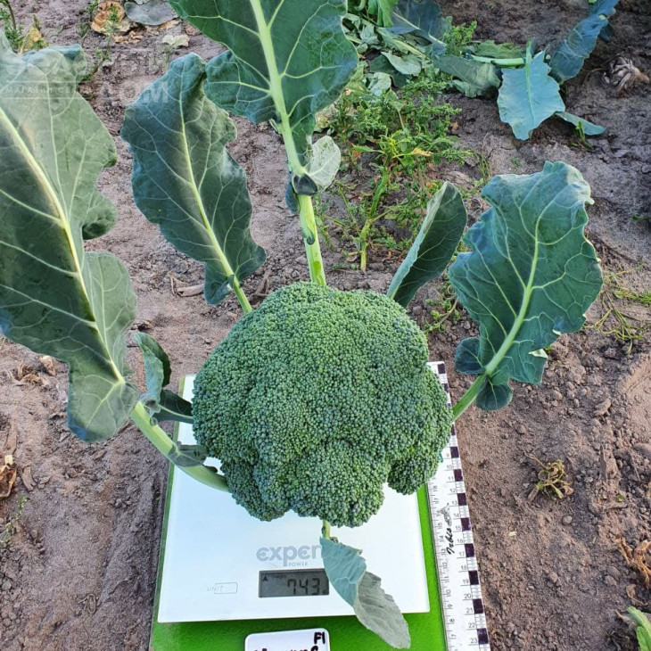 Хронос F1 / Khronos F1, 60-65 днів фото 4