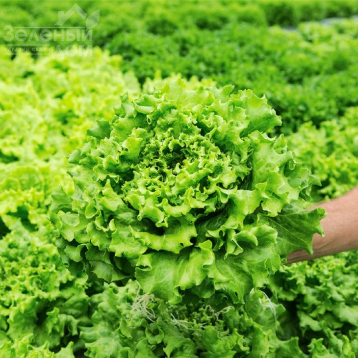 Кайпіра / Caipira фото 3