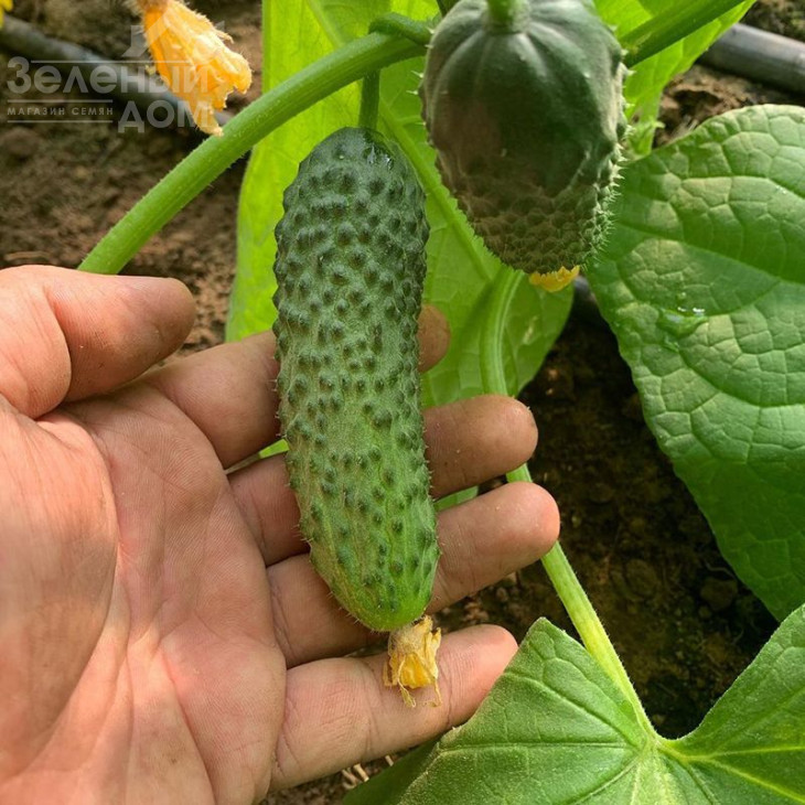 Фрайзер F1 / Frayzer F1, 33-37 днів фото 1