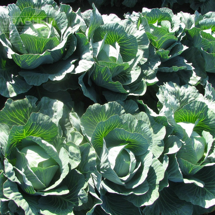 Каунт F1 / Count F1,140 днів фото 2