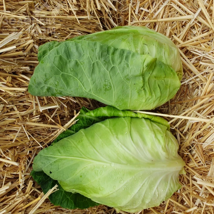 Кейп Хорн F1 / Keyp Horn F1, 55-65 дней фото 2