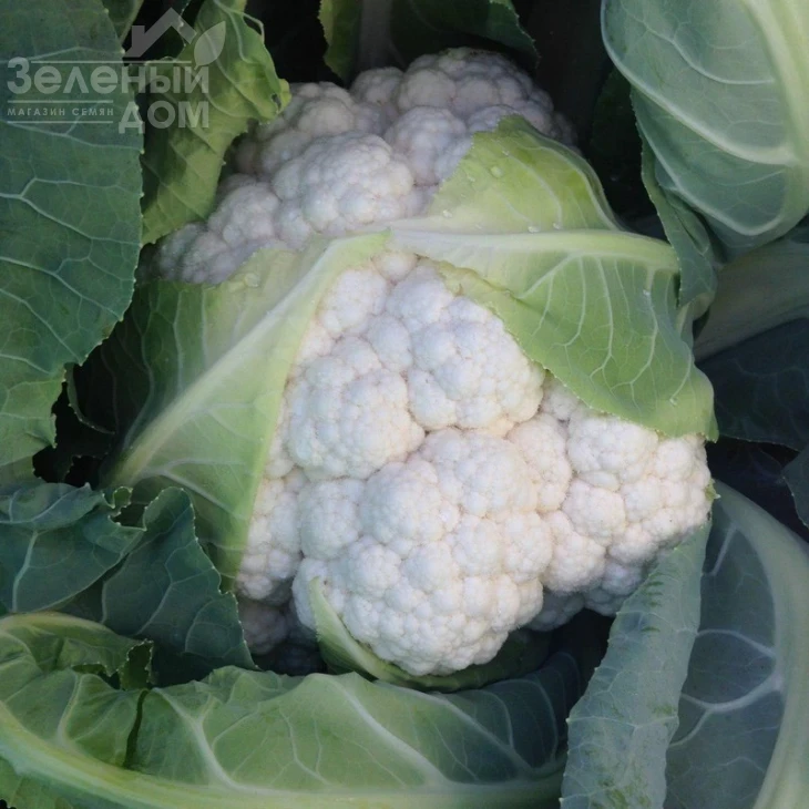 Дюрок F1 / Dyurok F1,75-80 дней фото 3