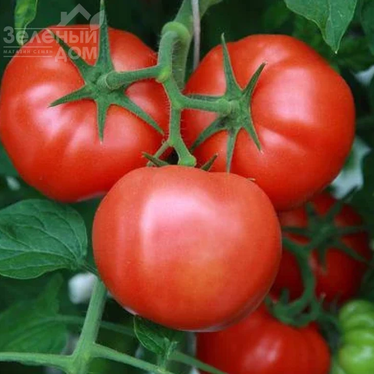 Леонероссо F1 / Leonerosso F1,100-110 дней фото 1