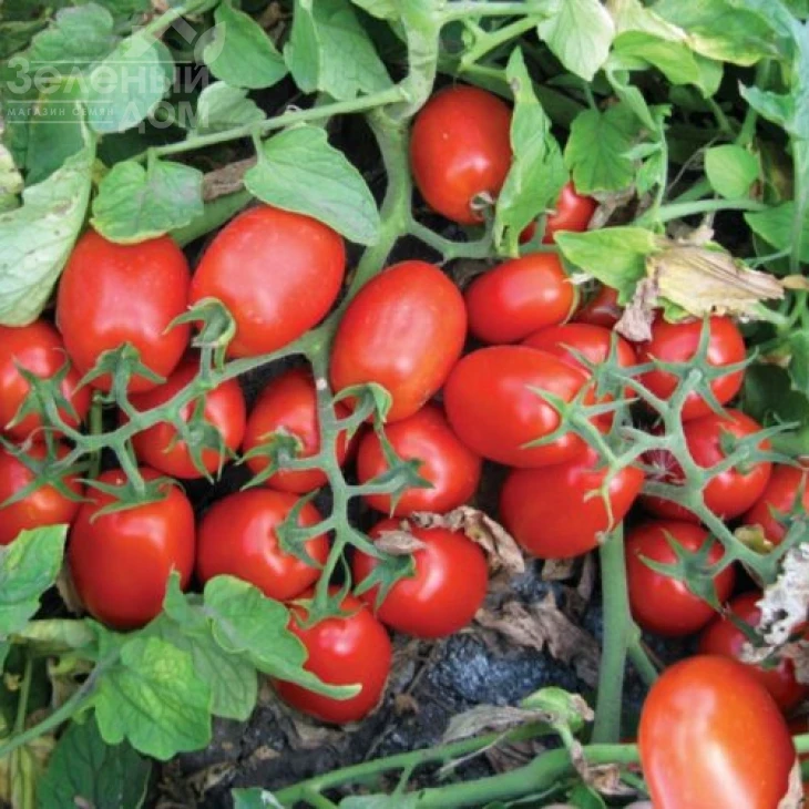 3402 F1 / 3402 F1,110 дней фото 1