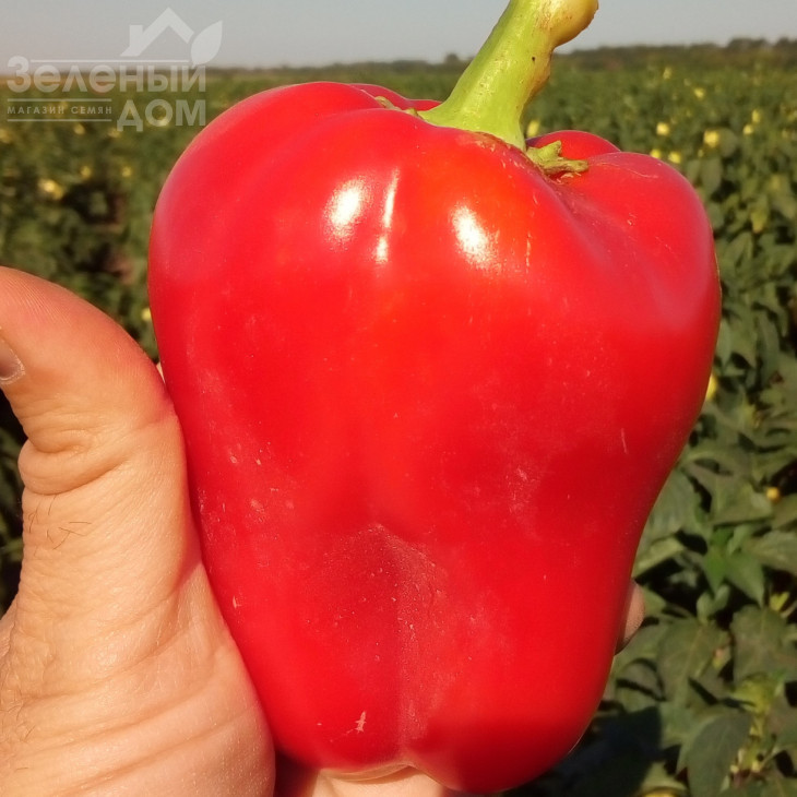 Фіджі F1 / Fidzhi F1,62-65 днів фото 1