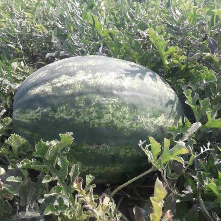 Миракл F1 / Miracle F1,58-60 дней фото 5