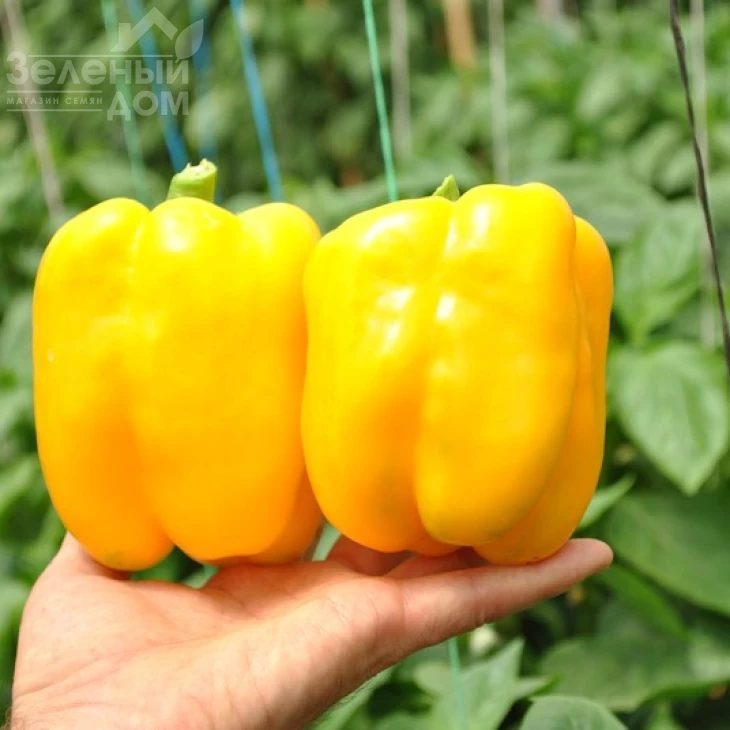 Спрингбокс F1 / Springboks F1,65-70 дней фото 2