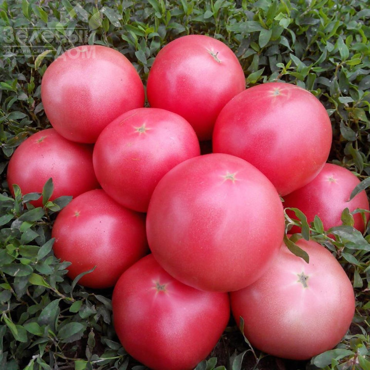 Пінк Світнес F1 / Pink Svitnes F1, 85 днів фото 1