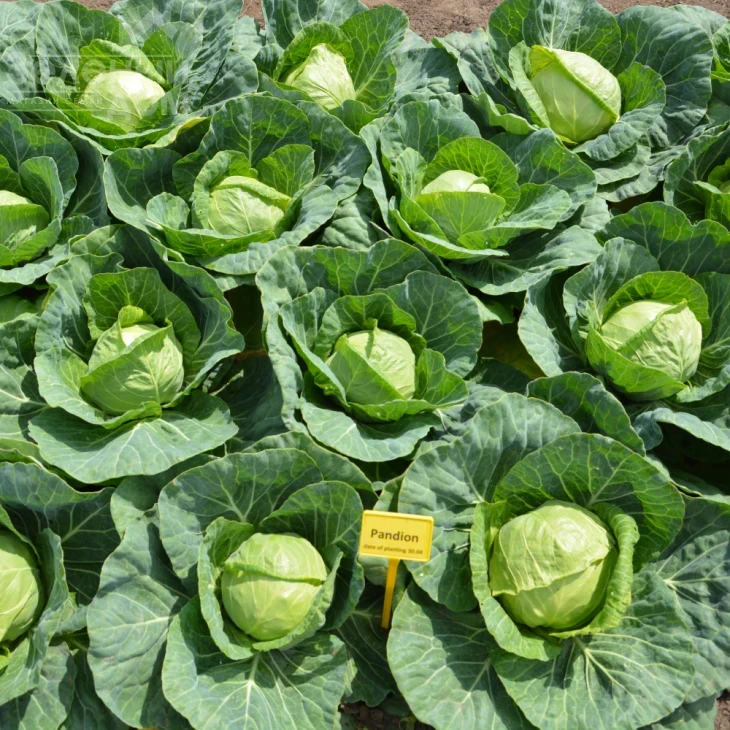 Пандион F1 / Pandion F1,48-53 дня фото 6