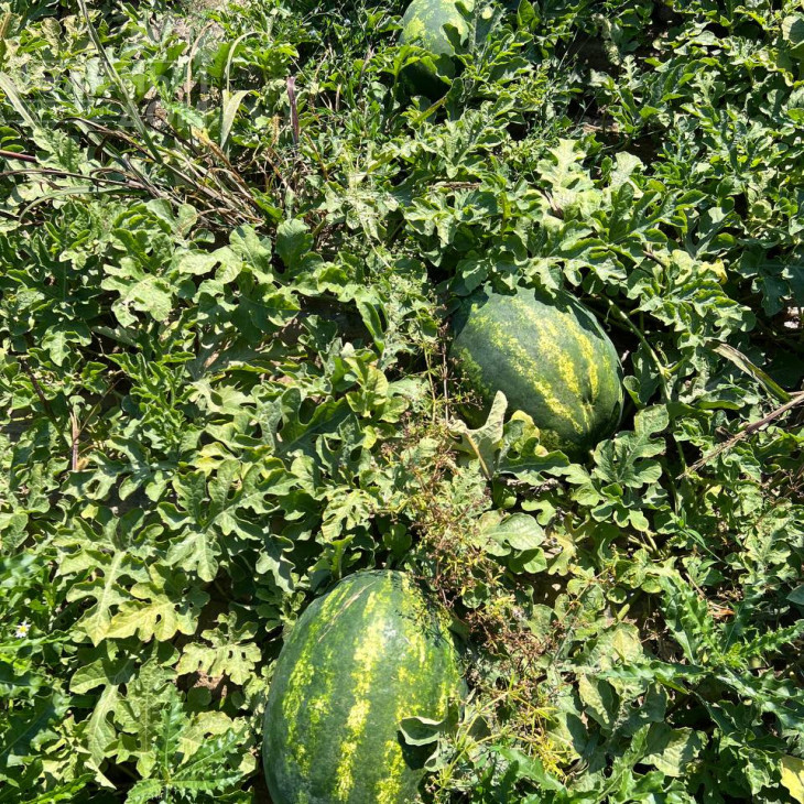 Аміна F1 / Amina F1, 62-65 днів фото 2