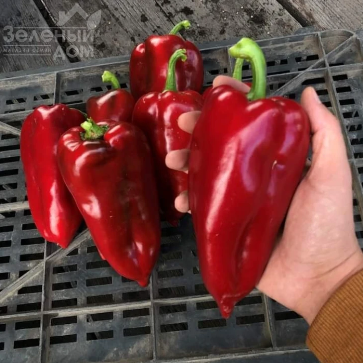 Навигатор F1 / Navigator F1,67-70 дней фото 1