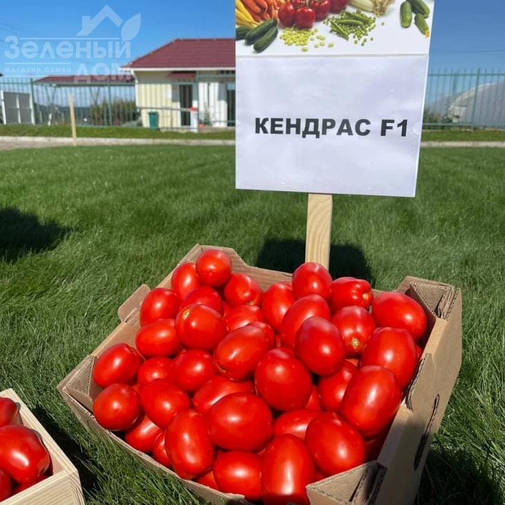 Кендрас F1 / Kendras F1,110--115 дней фото 1