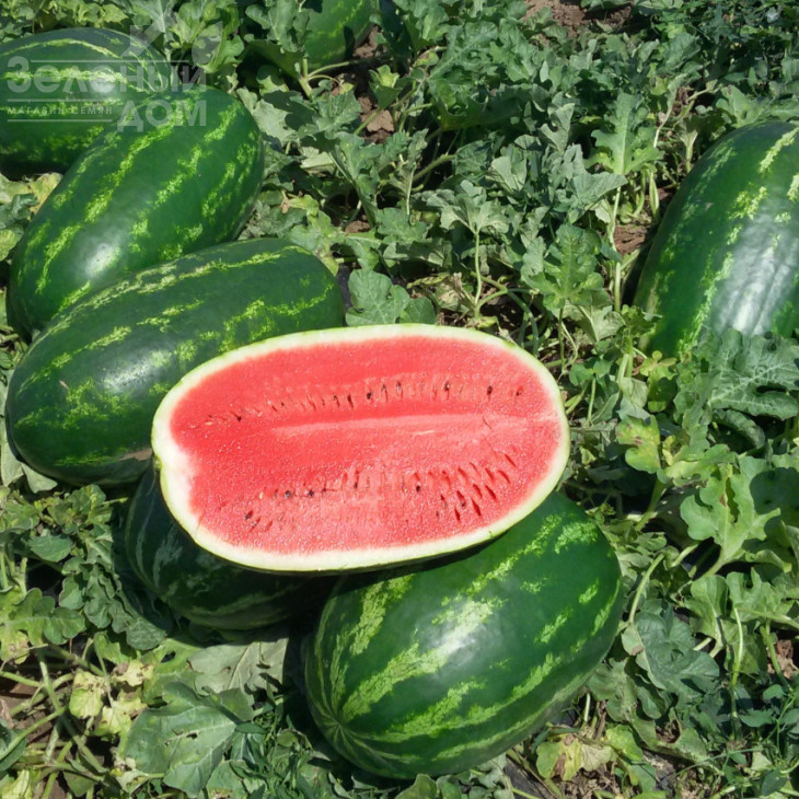 Турбо 840 F1 / Turbo 840 F1 фото 2