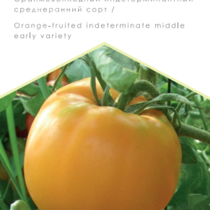 Алтайский оранжевый / Altayskiy oranzhevyy, 110-115 дней фото 1