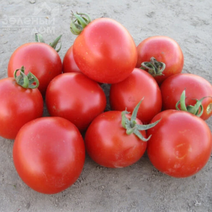 Боцман F1 / Bocman F1,90-95 дней фото 2