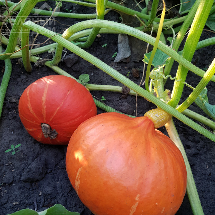 Оранж Саммер F1 / Orange Summer F1,75-80 днів фото 1