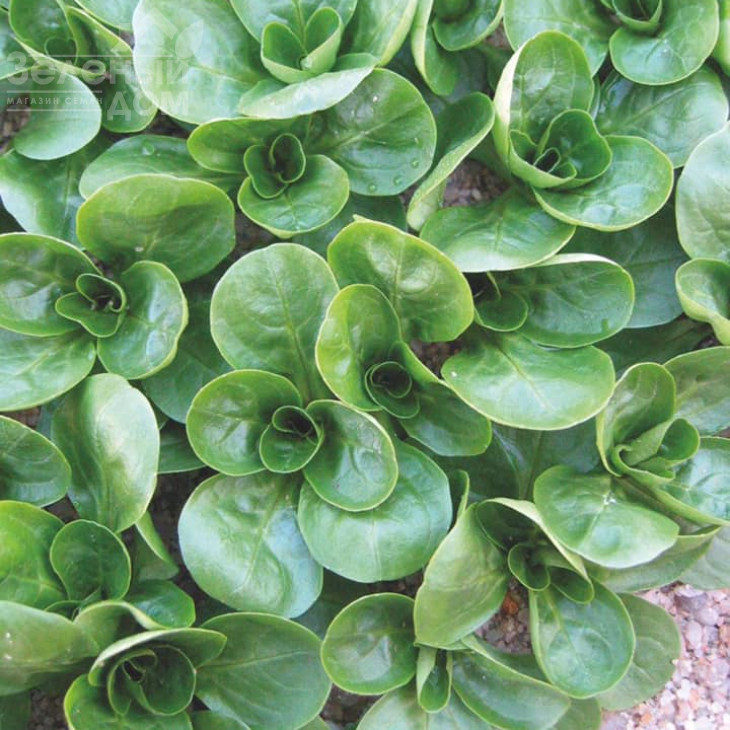 Акцент / Accent фото 4