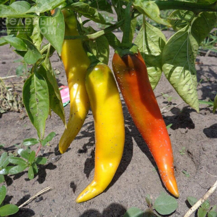 Хуеро F1 / Huero F1 фото 1