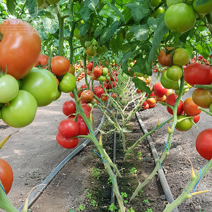 Етерей F1 / Eterey F1 фото 2