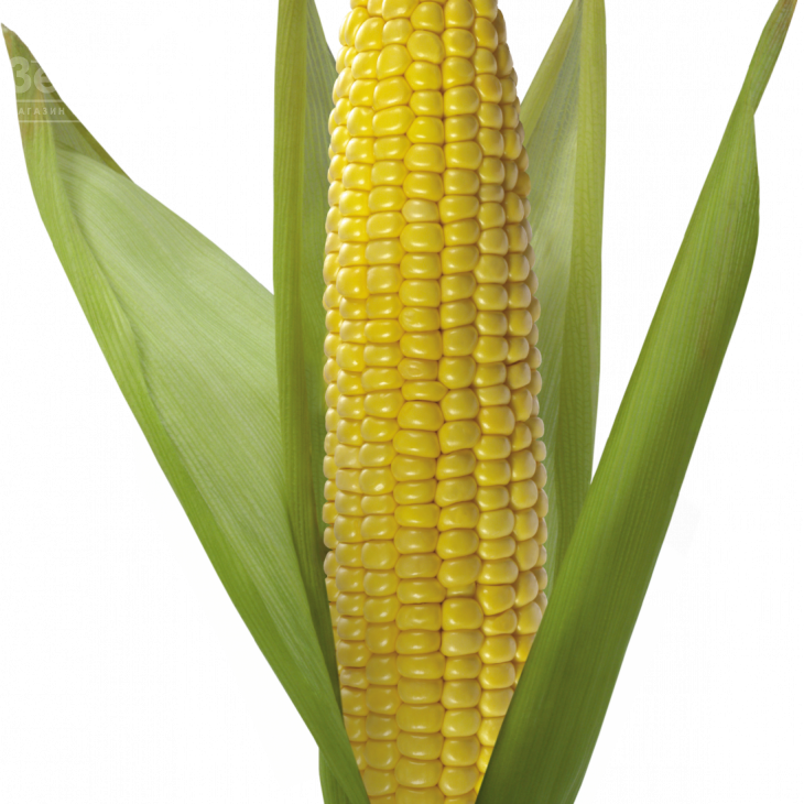 Гюнес F1 / Hyunes F1 фото 1