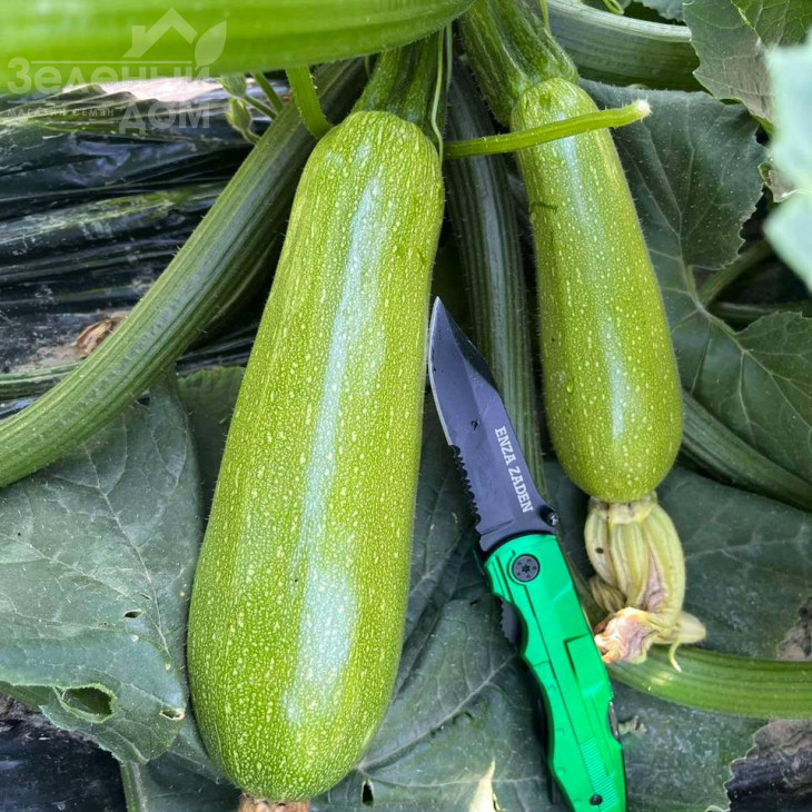 Інесса F1 / Inessa F1 фото 4