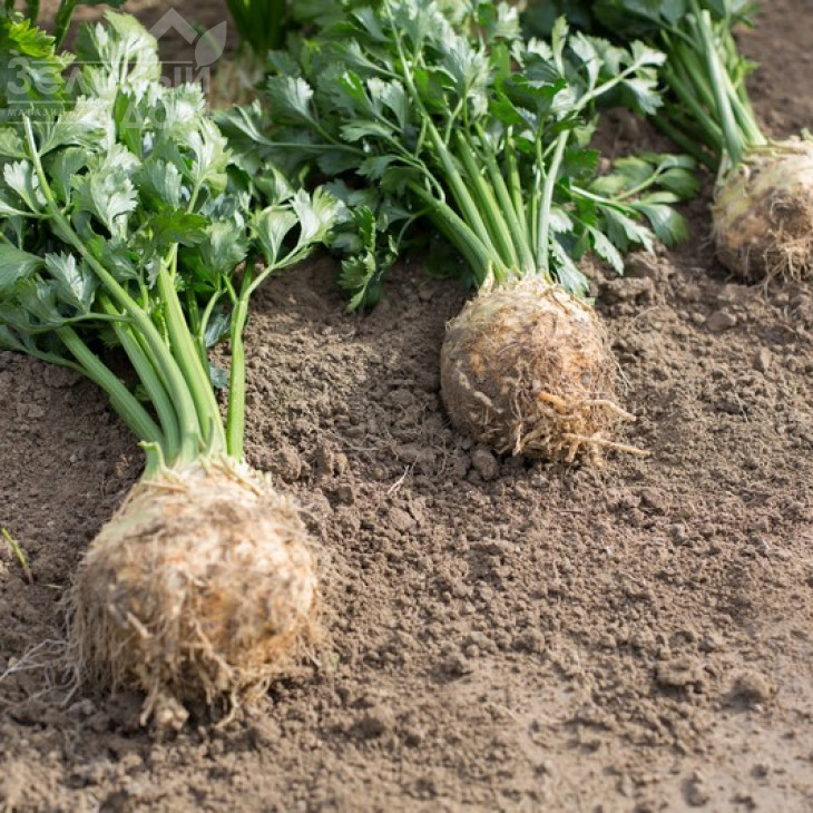 Отаго / Otago фото 1