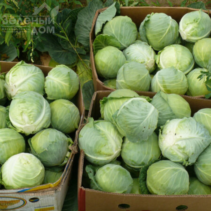 Пасадена F1 / Pasadena F1,50-55 днів фото 5