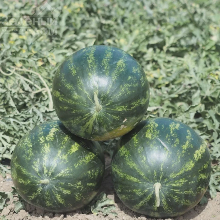 Мини Лав F1 / Mini Love F1, 55-60 дней фото 1