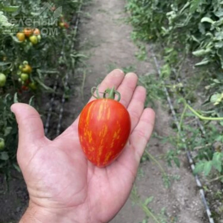 Филадельфия F1 / Philadelfia F1, 95 дней фото 4