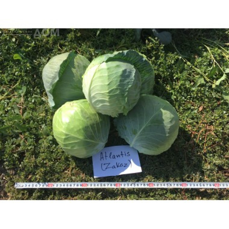 Заказ F1 / Zakaz F1 фото 3